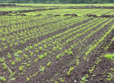 Small celery plugs planted in rows