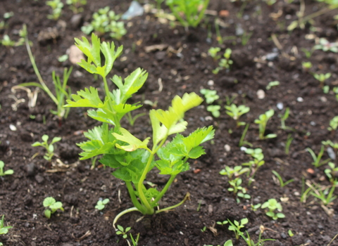 Green celery plug plant with small leaves