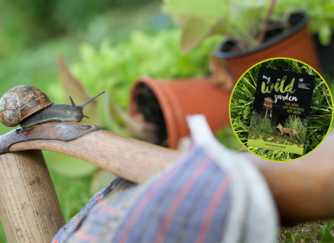 Gardening with wildlife, snail on gardening gloves with pot plants behind