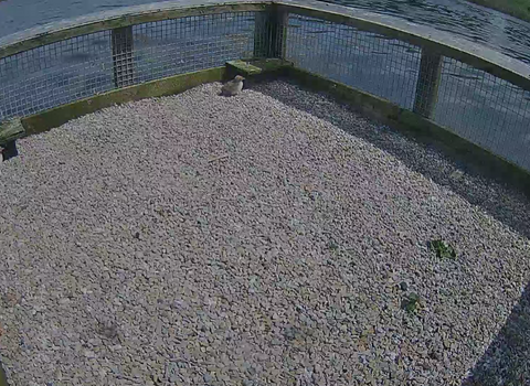 Webcam feed of two fluffy common tern chicks sitting on a wooden raft with a gravel bottom at Brockholes Nature Reserve