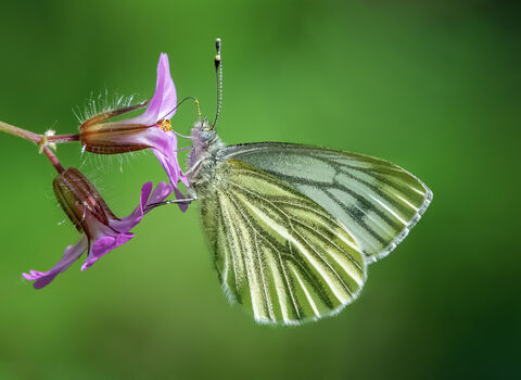 Green Veined White butterfly 