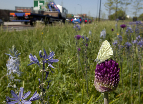 Green-veined white butterfly resting on red clover in a grassy roadside verge with traffic in the background