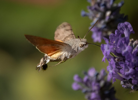 Elephant hawk moth 