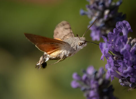 Hummingbird hawk moth 