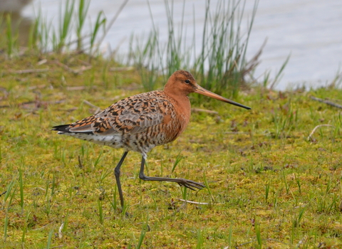 Black-tailed godwit by Adam Jones
