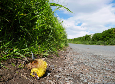 Yellowhammer dead at the side of the road