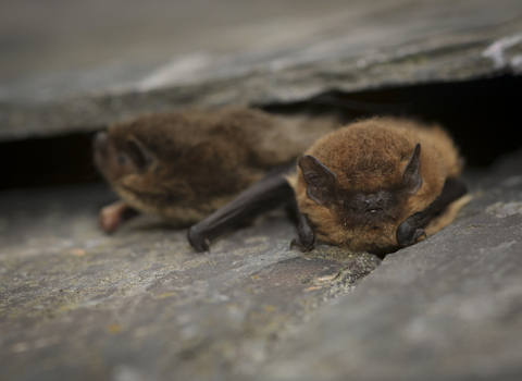Common pipistrelle bat