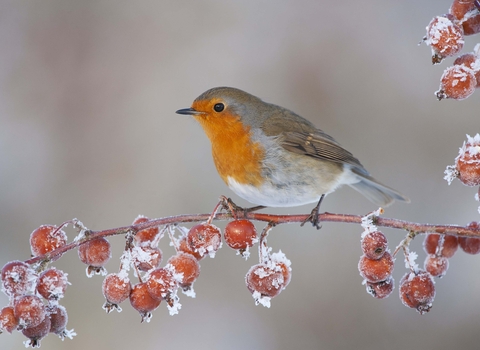 Robin
