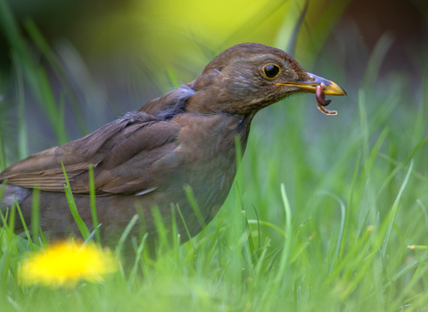 A female blackbird staling through the long grass of a lawn, with a worm in her beak