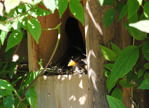 a blackbird sits in a nestbox