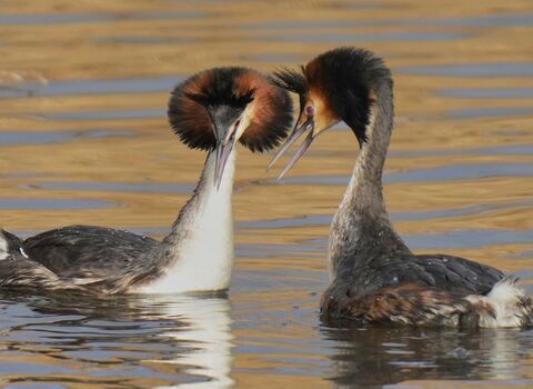 Courting Great crested grebes