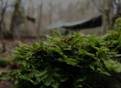 Moss growing in a woodland