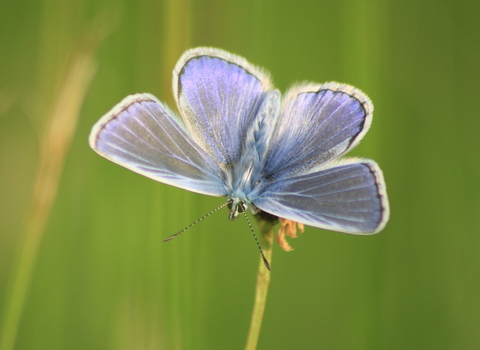 A common blue butterfly perched on a grass head, with its blue wings spread open
