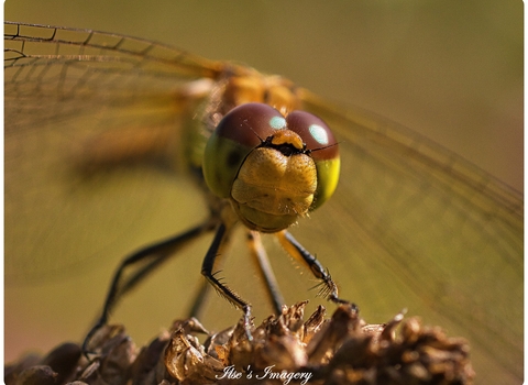 Dragonfly