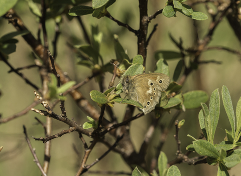 A large heath butterfly at Heysham Nature Reserve