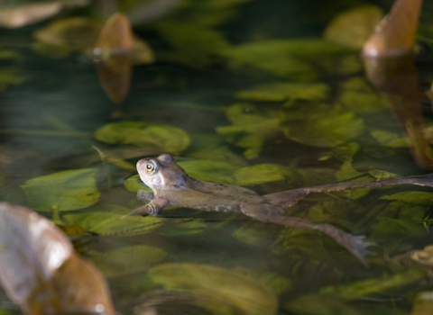 Frog in a pond with lily leaves