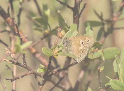#votenature butterfly at heysham moss