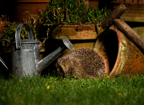 Hedgehog exploring garden at night