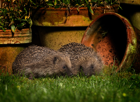 Two hedgehogs exploring a garden