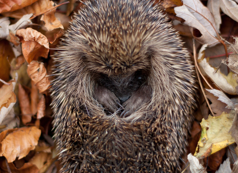 Hedgehog curled up in Autumn leaves 