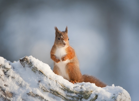 Red squirrel in the snow sat up in the snow