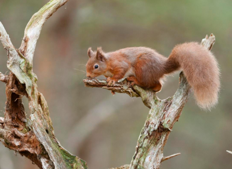 A red squirrel in a tree