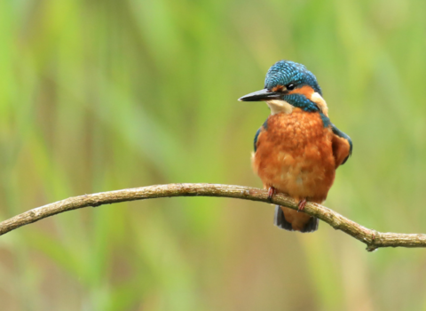 A kingfisher sits on a branch