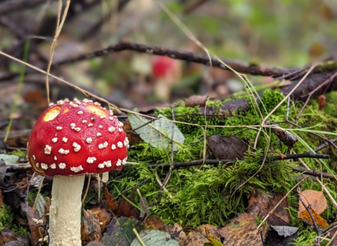 Fly Agaric; Amanita Muscaria mushroom