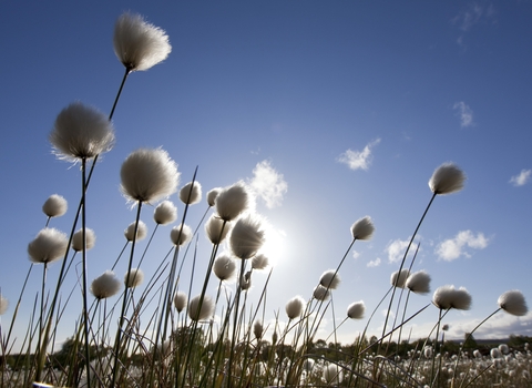Cotton Grass