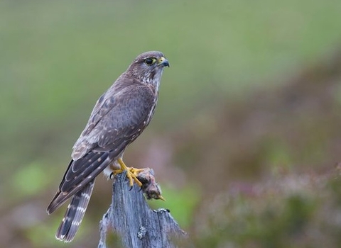 A merlin perched on a post