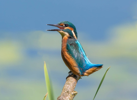 A blue and orange kingfisher perching on a branch