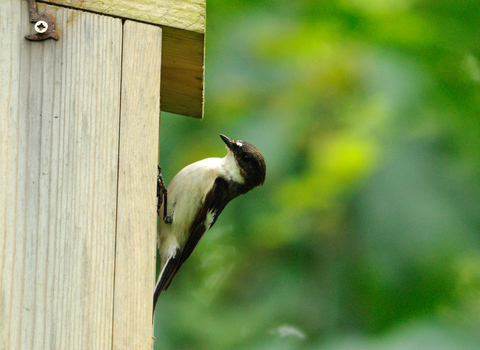 Pied flycatcher at nest box by Amy Lewis