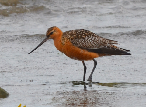 Bar-tailed godwit on the shore