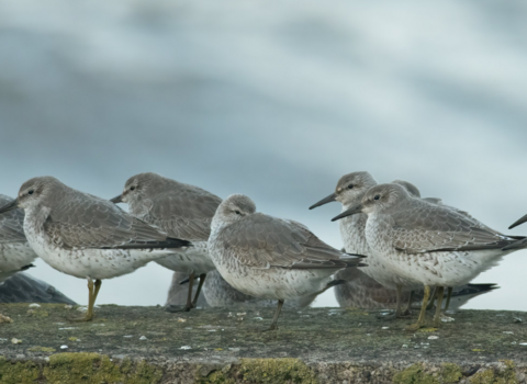 Knots resting on the sea wall at high tide at Heysham