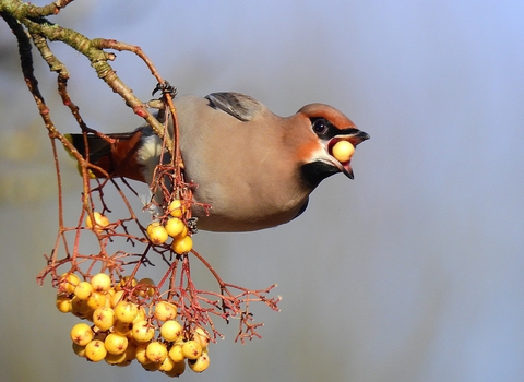 Bohemian waxwing ​​​​​​​Spotted in Burnley by Jen Coates