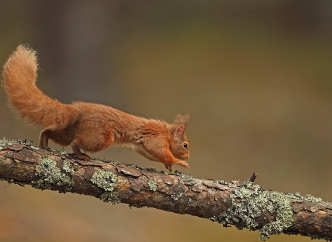 Red Squirrel running across a branch