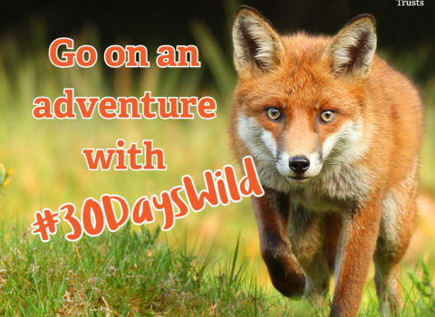 A fox, overlayed with text 'Go on an adventure with #30DaysWild'