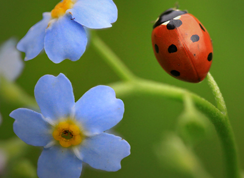 A 7-spot ladybird, with 7 black spots on its red back, climbs a blue forget me not