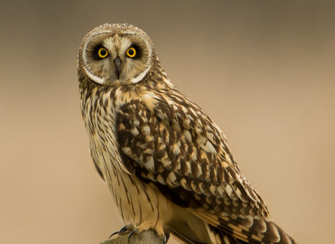 Short Eared Owl