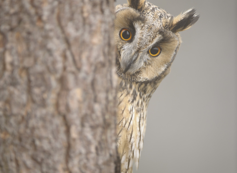 Long Eared Owl