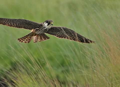 Hobby in flight 