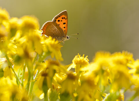 Butterfly on Common Ragwort