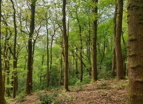 Tall oak trees with green leaves