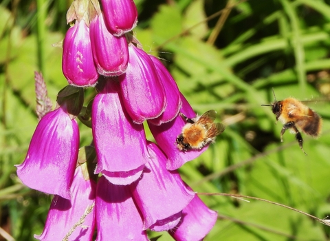 Carder bees on foxglove by Dave Steel