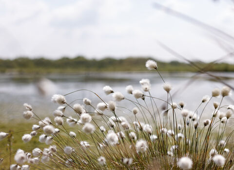Fluffy hare's tail cotton grass on Little Woolden Moss