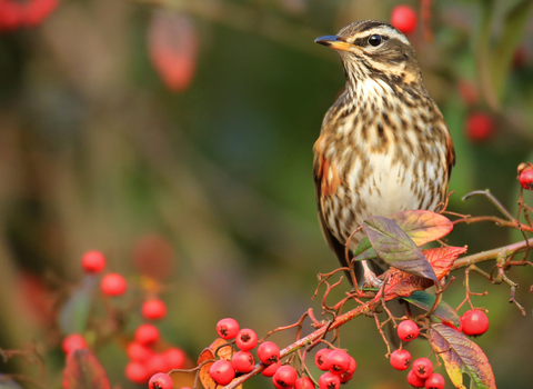 A redwing perched on a berry-laden branch