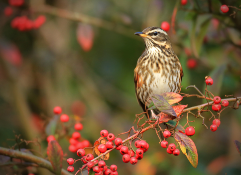 A redwing perched amongst bright red berries