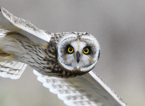 Short eared owl in flight looking directly at the camera
