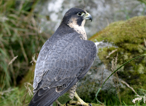Grey peregrine falcon perching on mossy rocks