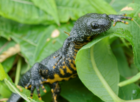 Great crested newt. Rare and protected. Credit: John Bridges